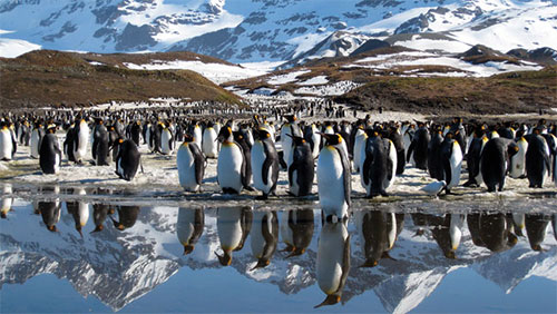 rip Frozen Planet: The Complete Series DVD movie